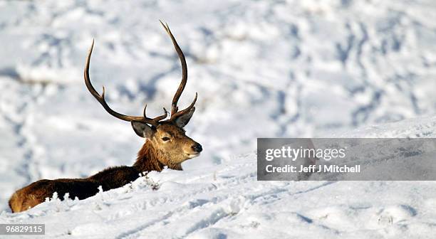 Deer looks for food in Glen Clunie on the Invercauld Estate on February 18, 2010 in Braemar, Scotland. Many deer are facing starvation due to one of...