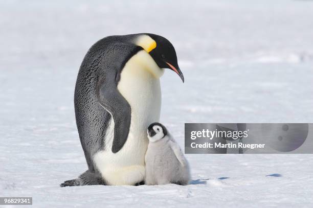 emperor penguin (aptenodytes forsteri) familiy. - kaiserpinguin stock-fotos und bilder