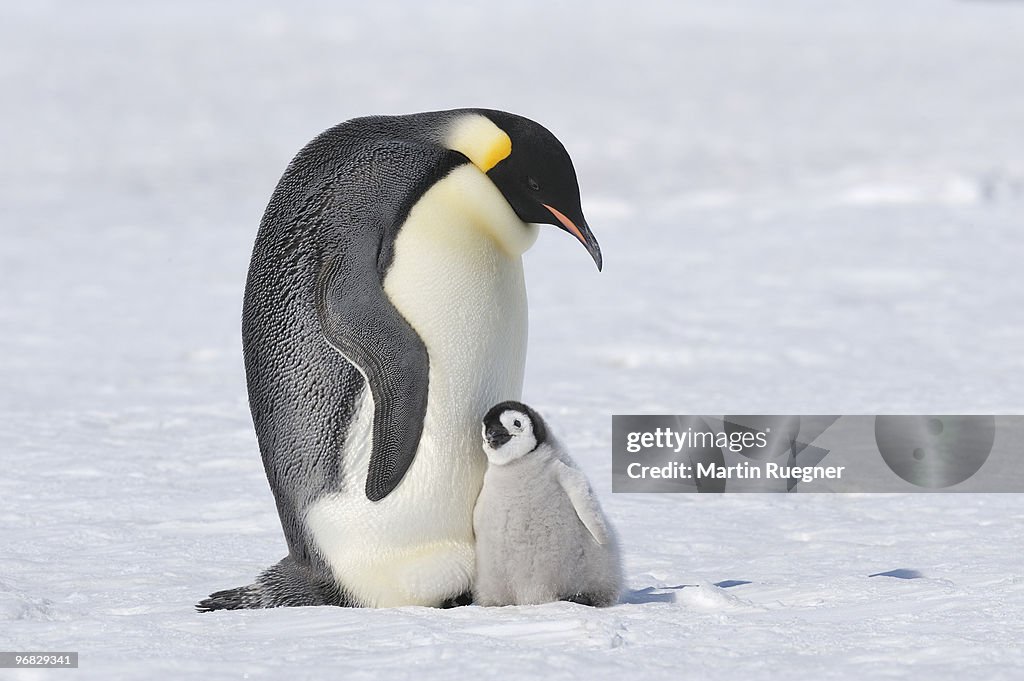 Emperor Penguin (Aptenodytes forsteri) familiy.