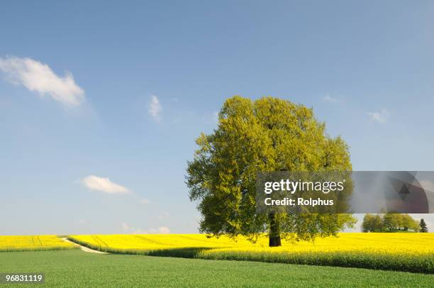 single big spring tree with canola field - rapsfeld stock pictures, royalty-free photos & images