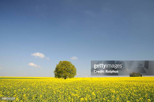 innombrables canola les champs avec un seul arbre - sonnig photos et images de collection