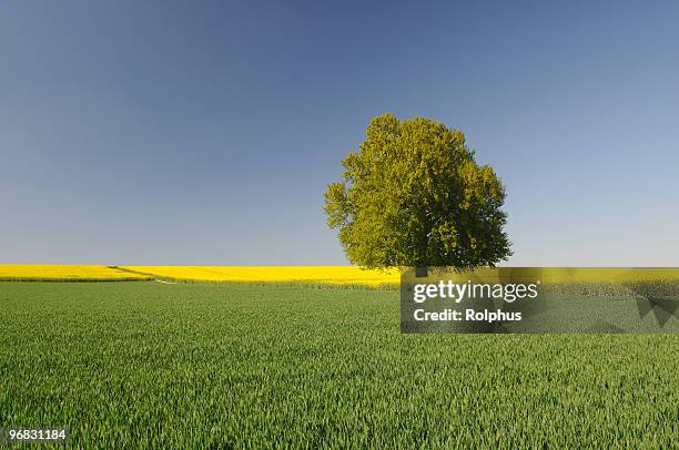 beautiful spring tree with canola fields - rapsfeld stockfoto's en -beelden