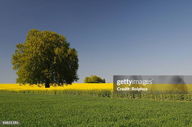 árbol y campos cielo azul - agrarwirtschaft fotografías e imágenes de stock