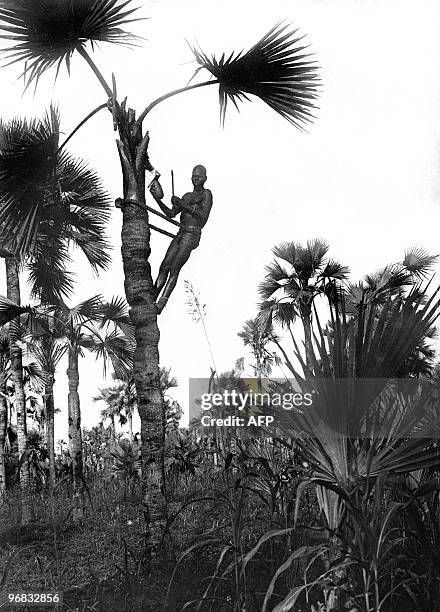 Photo non datée d'un homme appartenant à la tribu Bobo cueillant du bandji, en Afrique occidentale française . L'Afrique occidentale française était...