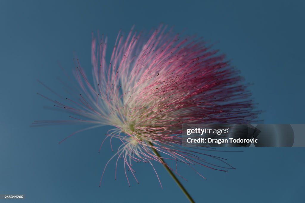 Albizia flower