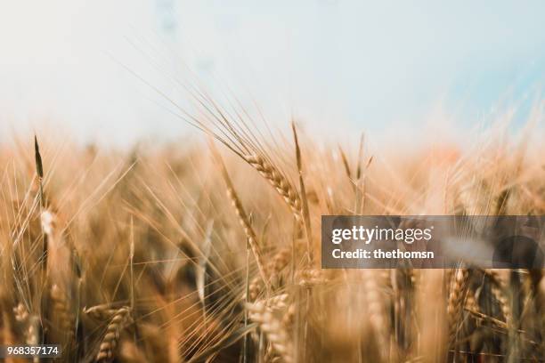close-up of barley, gemany - barley stock pictures, royalty-free photos & images