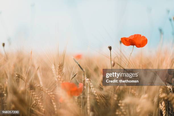 close-up of red poppies and gold colored barley, germany - flower field photos et images de collection