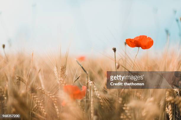 close-up of red poppies and gold colored barley, germany - poppies stockfoto's en -beelden