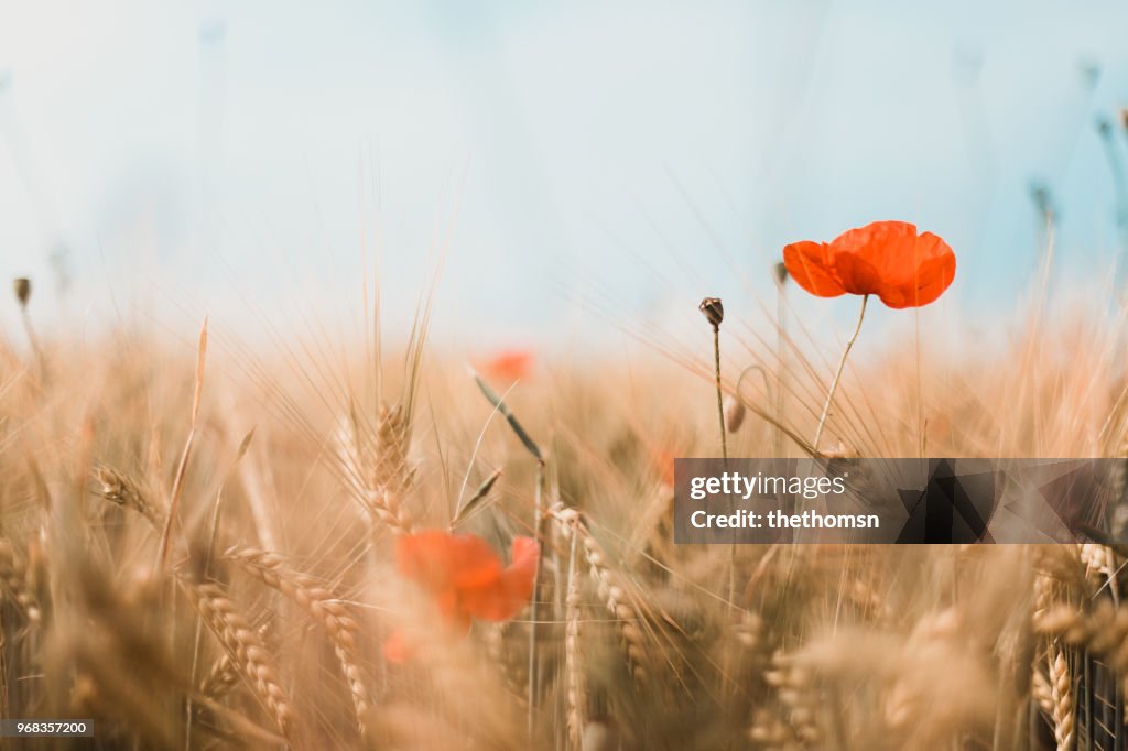 Close-up of red poppies and gold colored barley, germany