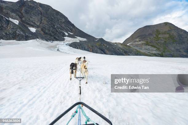 dog sledding in alaska snow mountain, usa - husky imagens e fotografias de stock