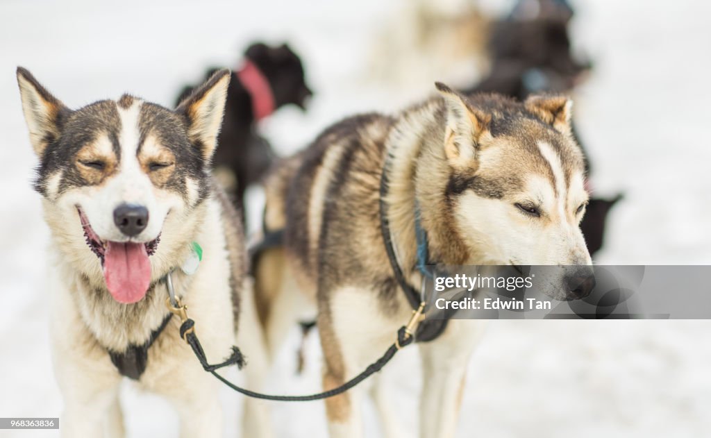 Hondensleetochten in alaska snow mountain, Verenigde Staten