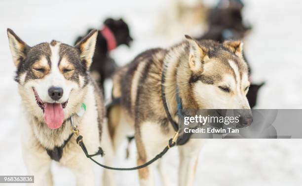 dog sledding in alaska snow mountain, usa - siberian husky stock pictures, royalty-free photos & images