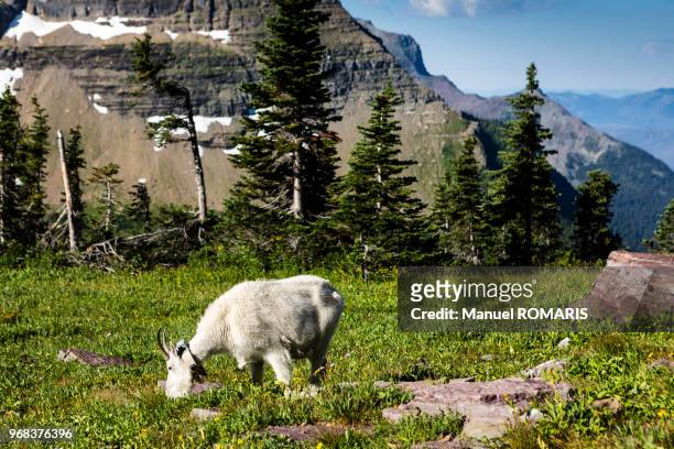 mountain goat, glacier national park, us - goat wearing collar stock-fotos und bilder