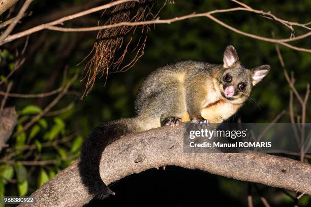 common brushtail possum, sydney - possum stock-fotos und bilder