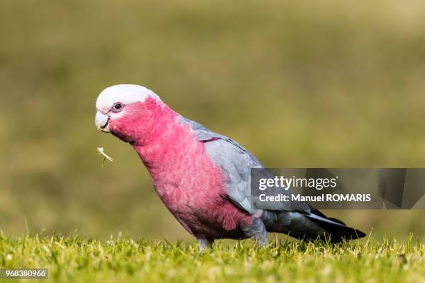 galah cockatoo, vincentia, australia - baía de jervis imagens e fotografias de stock