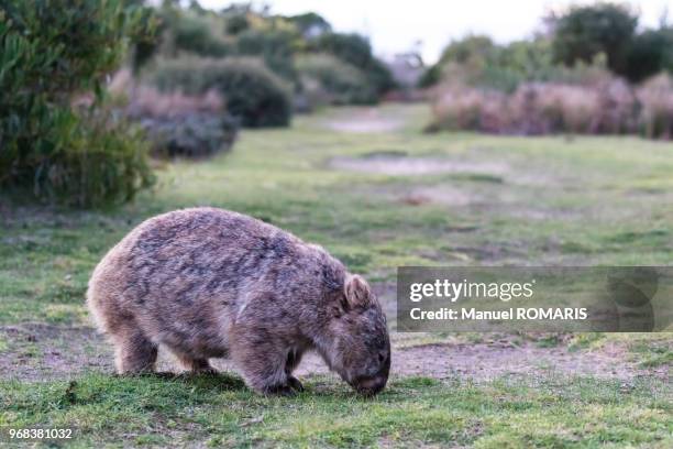 wombat, wilsons promontory national park, australia - wombat fotografías e imágenes de stock