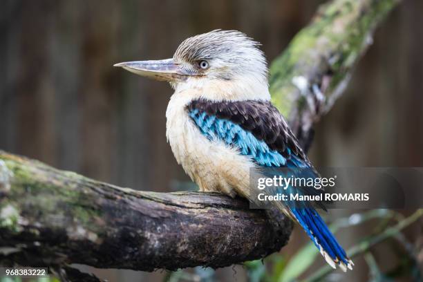 blue-winged kookaburra, cowes nature park - kookaburra photos et images de collection