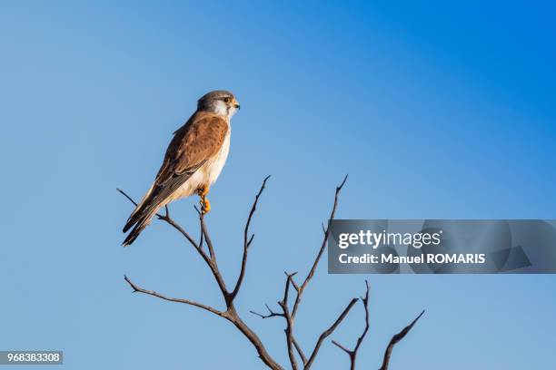 nakeen kestrel, outback, australia - uppflugen på en gren bildbanksfoton och bilder