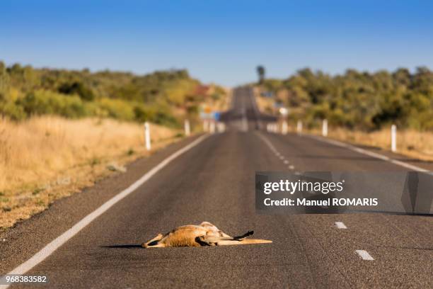 gray kangaroo, barkly, queensland, australia - barkly highway stock pictures, royalty-free photos & images
