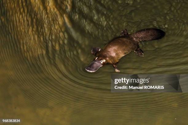 platypus, eungella national park, australia - platypus stock pictures, royalty-free photos & images