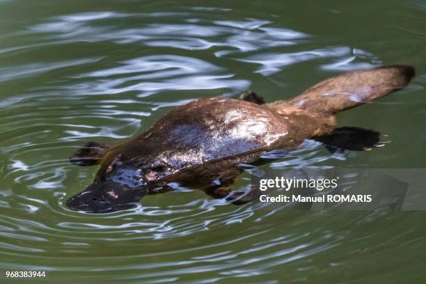 platypus, eungella national park, australia - platypus stock pictures, royalty-free photos & images