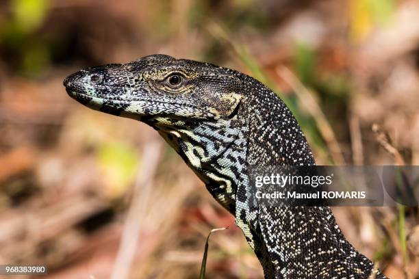 lace monitor, eungella national park, australia - lace monitor stock-fotos und bilder