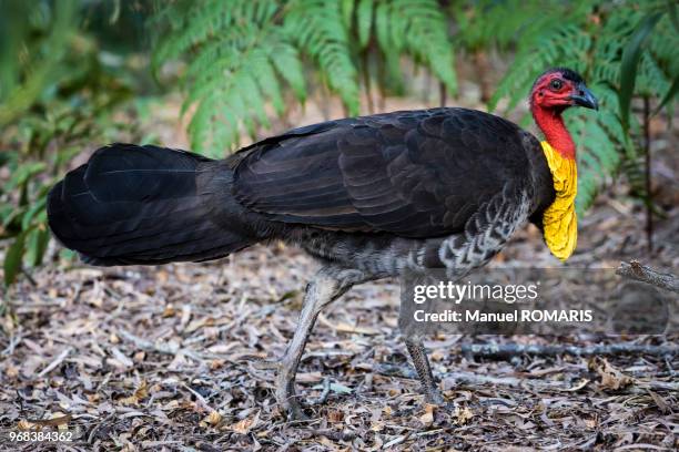 australian brush-turkey, rainbow beach, australia - rainbow beach australia photos et images de collection