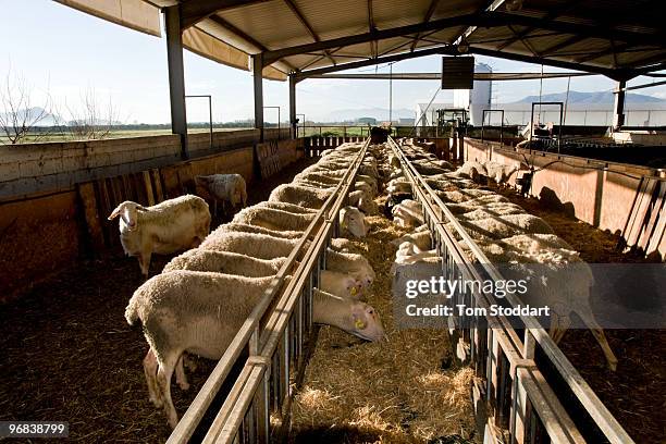 Takis Peveretou keeps 800 sheep on his 40 hectare farm near Argos, Greece. The herd produces 250 tonnes of milk per year which is sold to factories...