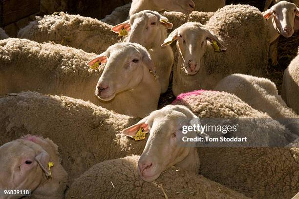 Takis Peveretou keeps 800 sheep on his 40 hectare farm near Argos, Greece. The herd produces 250 tonnes of milk per year which is sold to factories...