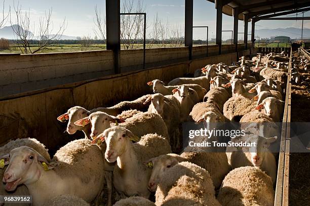 Takis Peveretou keeps 800 sheep on his 40 hectare farm near Argos, Greece. The herd produces 250 tonnes of milk per year which is sold to factories...