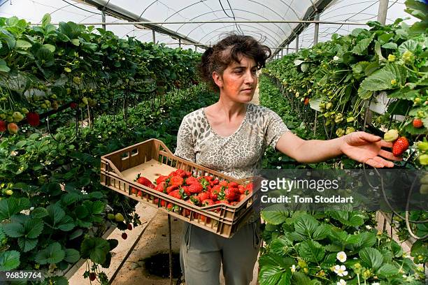 Worker picks strawberries in a greenhouse at a strawberry farm near Sotira in Cyprus. The farm produces 50 tonnes of fruit per year using beeÕs to...