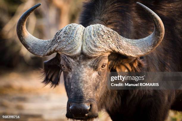 african buffalo, chobe national park, botswana - chobe national park stock pictures, royalty-free photos & images