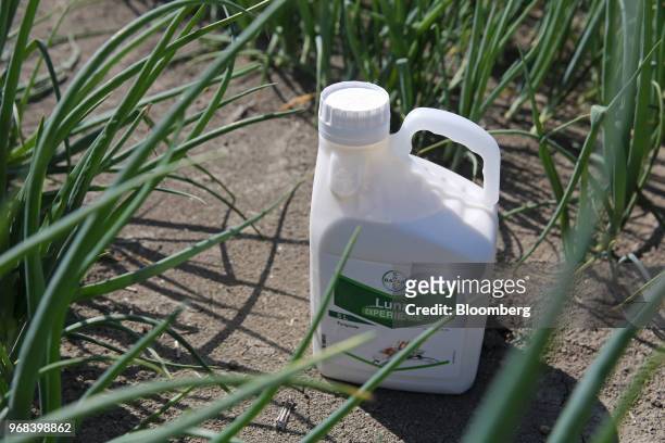 Bottle of Luna fungicide, produced by Bayer CropScience AG, sits in an onion field on a farm in this arranged photograph in Abbenes, Netherlands, on...