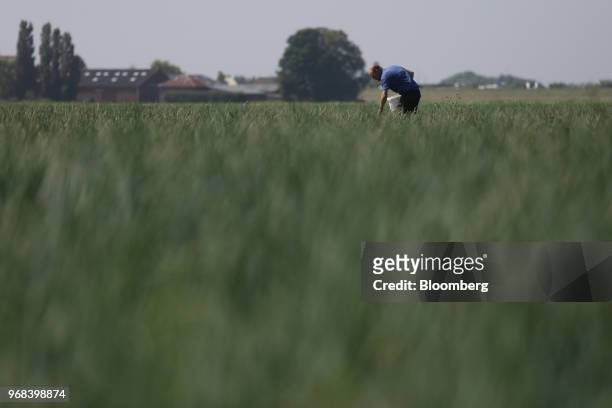 Farmer tends to an onion field, which has been treated with Bayer Cropscience AG crop care products, on a farm in Abbenes, Netherlands, on Wednesday,...