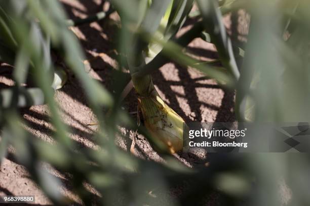An onion treated with Bayer Cropscience AG crop care products sits on the ground on a farm in Abbenes, Netherlands, on Wednesday, June 6, 2018. After...