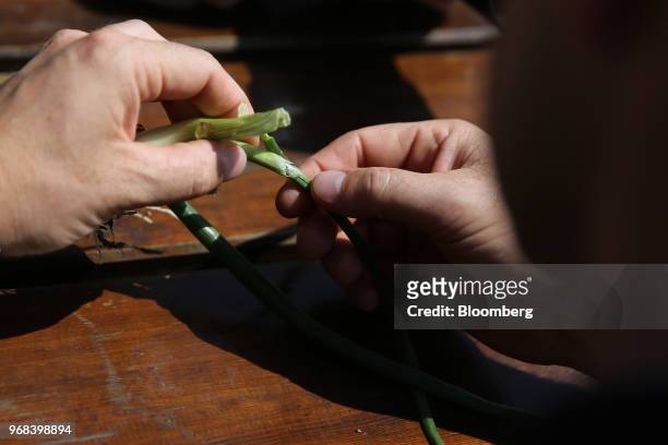 Bayer AG crop adviser inspects the leaves of an onion on a farm in Abbenes, Netherlands, on Wednesday, June 6, 2018. After waiting more than 18...