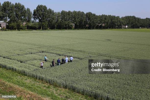 Group of Bayer AG employees stand in wheat field as they inspect the crop conditions on a farm in Abbenes, Netherlands, on Wednesday, June 6, 2018....