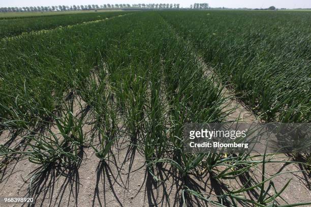 Green onion leaves grow in a field treated with Bayer Cropscience AG crop care products, on a farm in Abbenes, Netherlands, on Wednesday, June 6,...