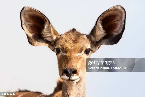 3,512 Big Ears Photos and Premium High Res Pictures - Getty Images