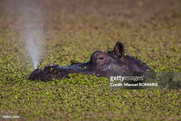 hippopotamus, okavango delta national park, botswana - snorted stock pictures, royalty-free photos & images