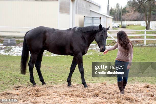 jonge vrouw en haar paard - paard paardachtigen stockfoto's en -beelden