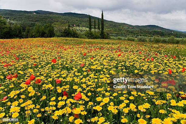 Tenuta Il Cicalino Farm at Massa Marittima is a breathtaking place for people wishing to relax and experience the beauty of Tuscany. The farm...