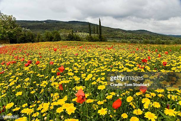 Tenuta Il Cicalino Farm at Massa Marittima is a breathtaking place for people wishing to relax and experience the beauty of Tuscany. The farm...