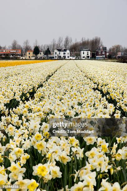 Dutch flower bulbs are exported all over the world and are the most important agricultural industry in the Netherlands. The areas of Lisse, Hillegom,...