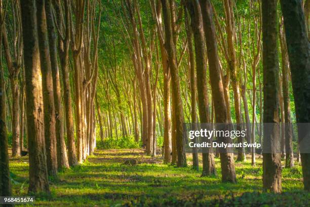 rubber tree at morning light. jungle background, krabi, thailand - gummiträd bildbanksfoton och bilder