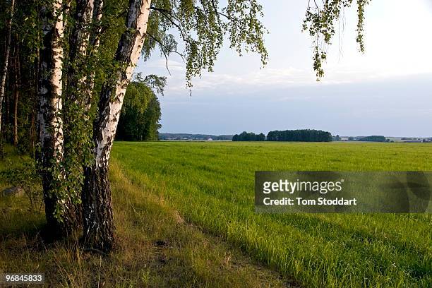 Arable land and birch trees photographed at dusk on a farm in north east Poland.
