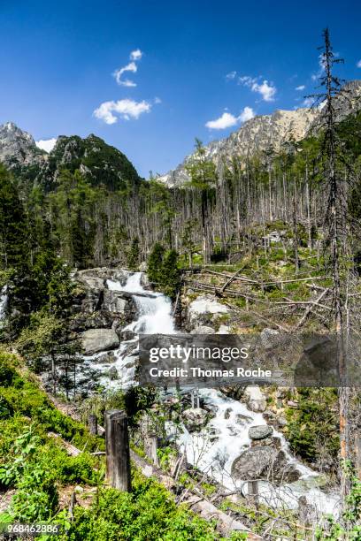 the studeny potok waterfall in the tatra national park - tatras slovakia stock pictures, royalty-free photos & images