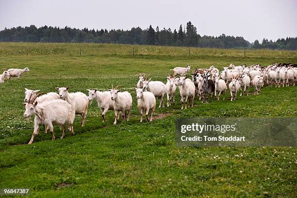 Aivars Tabulevics and his wife Gunta keep 200 goats on their farm at Malpils in the Riga region of Latvia. Aivars was formerly a hospital anesthetist...