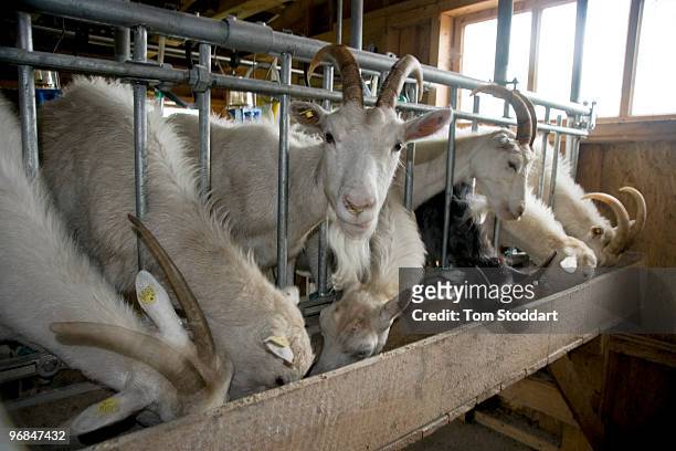 Aivars Tabulevics and his wife Gunta keep 200 goats on their farm at Malpils in the Riga region of Latvia. Aivars was formerly a hospital anesthetist...