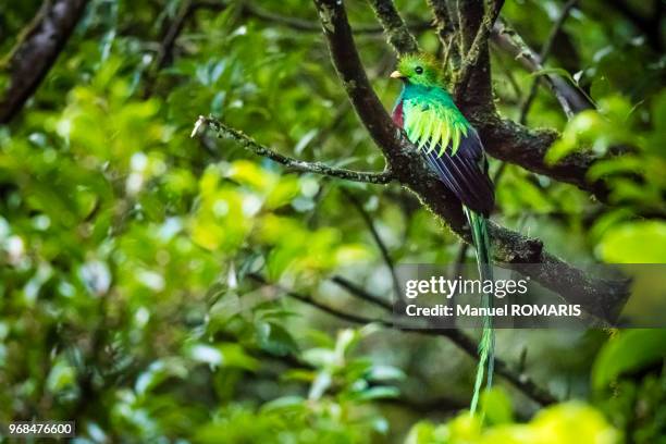 resplendent quetzal, monteverde cloud forest wildlife reserve, costa rica - monteverde costa rica stock pictures, royalty-free photos & images